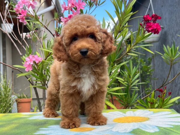 Daniel Miniature Poodle