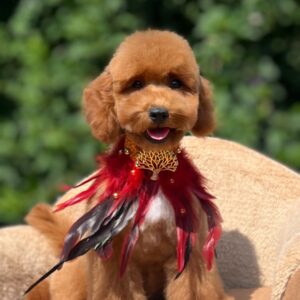 Daniel Miniature Poodle