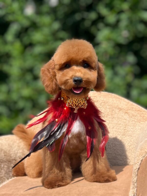 Daniel Miniature Poodle