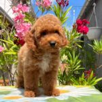 Daniel-male-miniature-poodle-puppy-for-sale- (3)