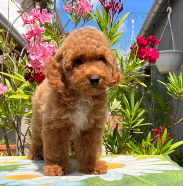 Daniel Miniature Poodle