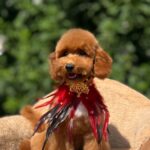 Daniel-male-miniature-poodle-puppy-for-sale- (4)