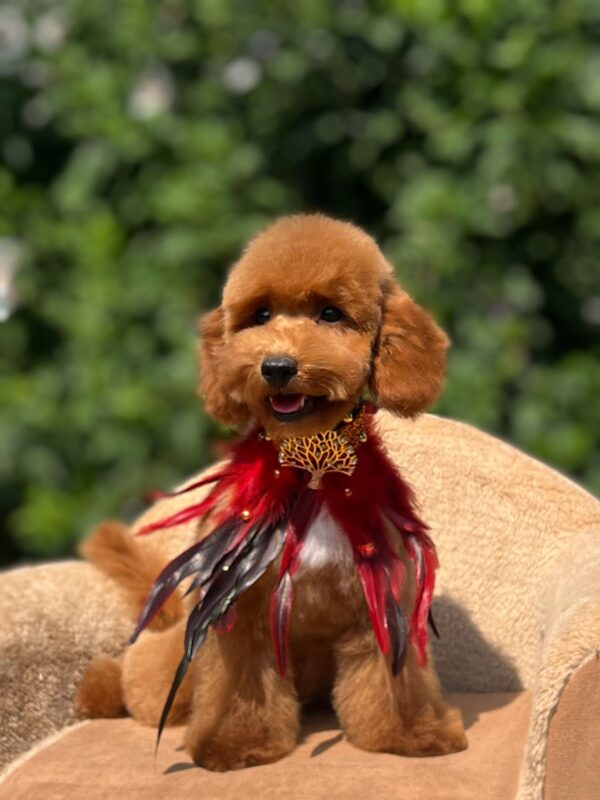 Daniel Miniature Poodle