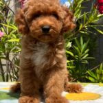 Daniel-male-miniature-poodle-puppy-for-sale- (4)