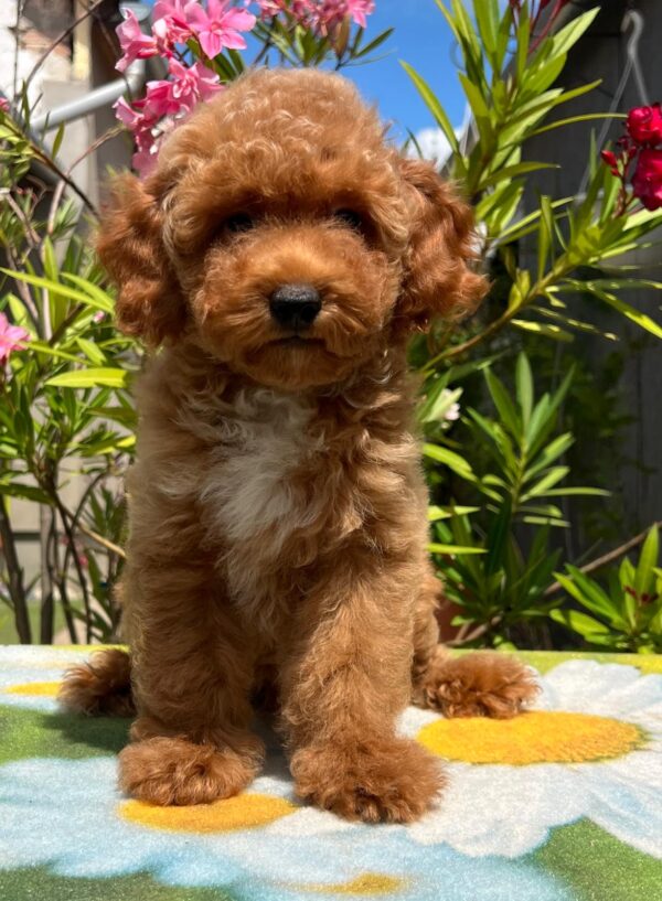Daniel Miniature Poodle