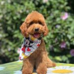 Daniel-male-miniature-poodle-puppy-for-sale- (5)