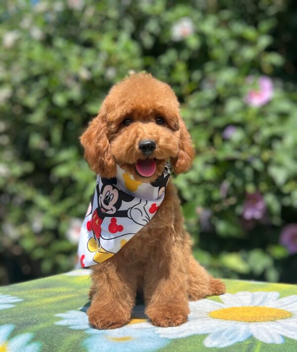 Daniel Miniature Poodle