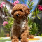 Daniel-male-miniature-poodle-puppy-for-sale- (5)