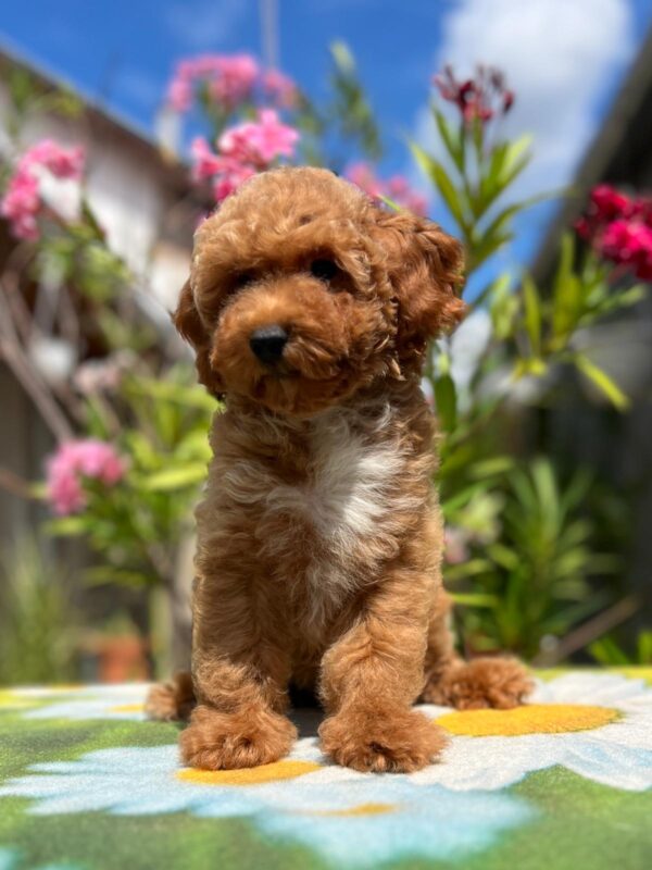 Daniel Miniature Poodle