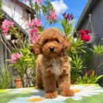 Daniel-male-miniature-poodle-puppy-for-sale- (6)