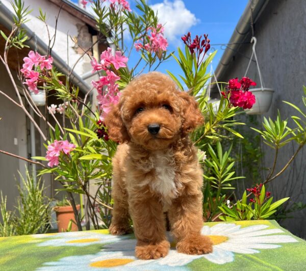 Daniel Miniature Poodle