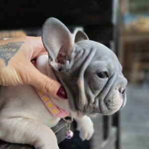 Daniello Big Rope French Bulldog
