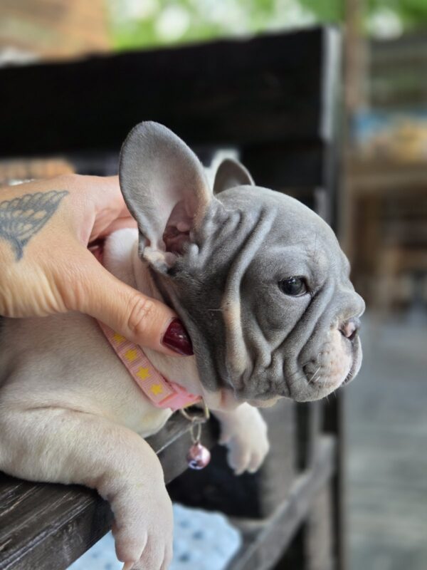 Daniello Big Rope French Bulldog