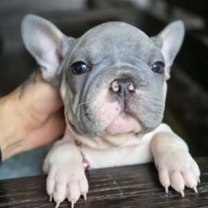 Daniello Big Rope French Bulldog