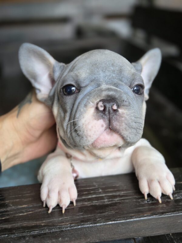 Daniello Big Rope French Bulldog