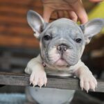 Daniello-female-big-rope-french-bulldog-puppy-for-sale-1 (3)