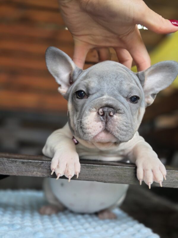 Daniello Big Rope French Bulldog