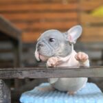 Daniello-female-big-rope-french-bulldog-puppy-for-sale-1 (4)