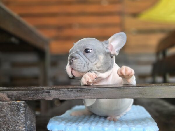 Daniello Big Rope French Bulldog