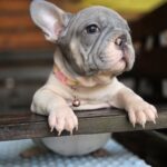 Daniello-female-big-rope-french-bulldog-puppy-for-sale-1 (5)