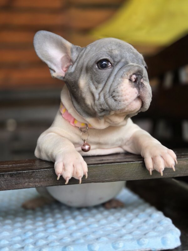 Daniello Big Rope French Bulldog