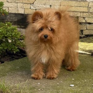 Darad Pomapoo