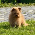 Darad-male-pomapoo-puppy-for-sale-2