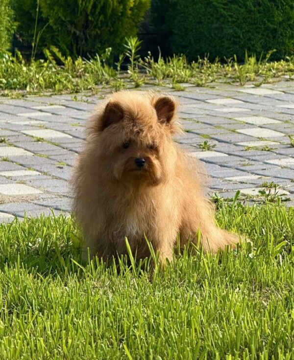 Darad Pomapoo