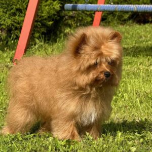 Darad Pomapoo