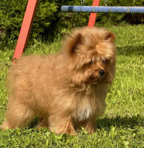 Darad Pomapoo