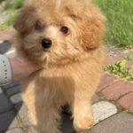 Darcy-male-pomapoo-puppy-for-sale-1