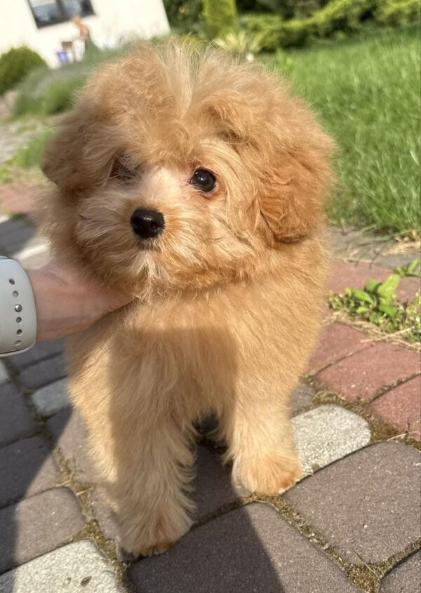 Darcy Pomapoo