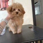 Darcy-male-pomapoo-puppy-for-sale-2