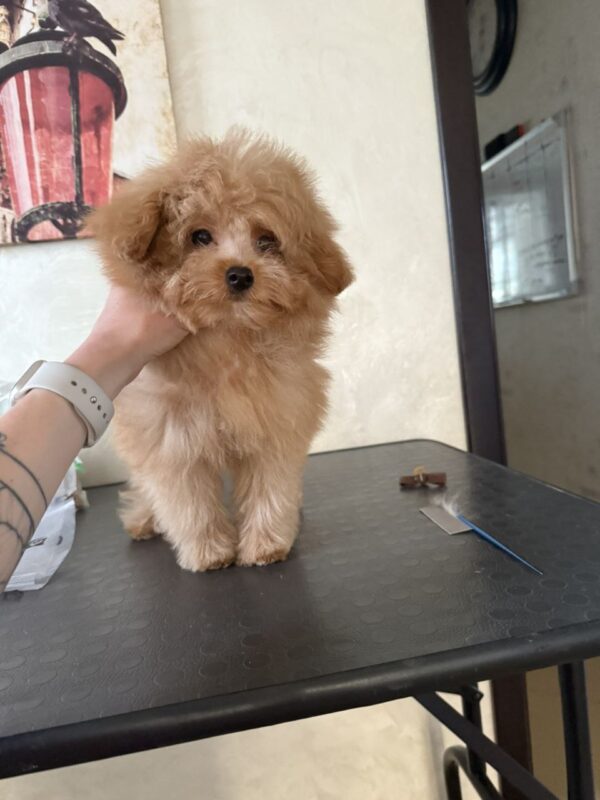 Darcy Pomapoo