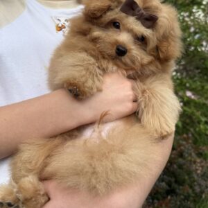 Darcy Pomapoo