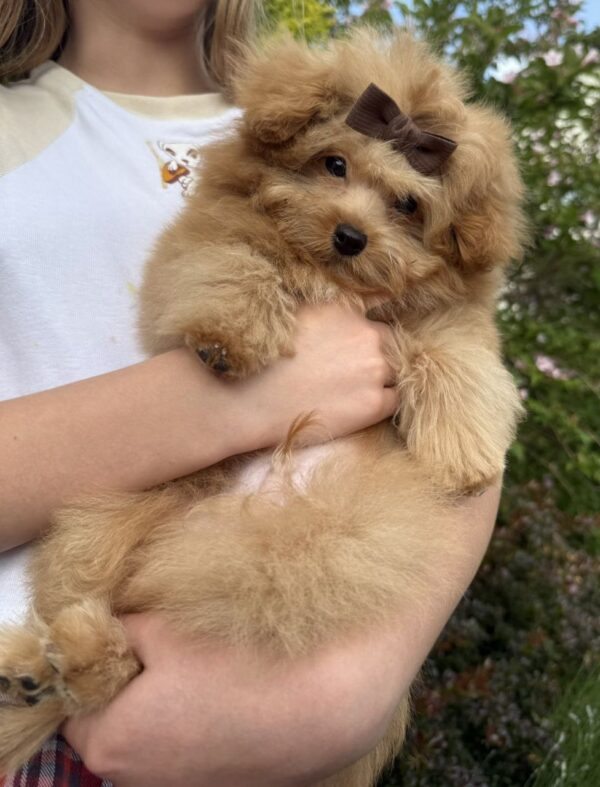Darcy Pomapoo