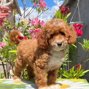Darius Miniature Poodle