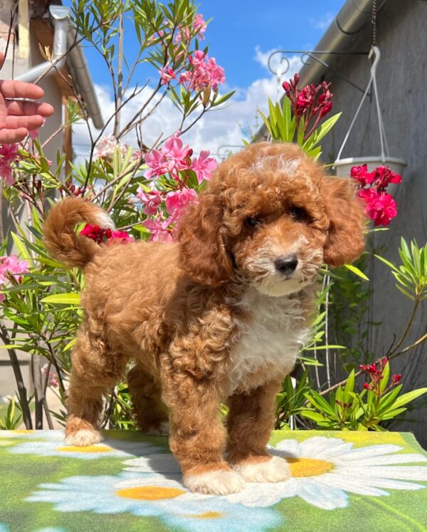 Darius Miniature Poodle