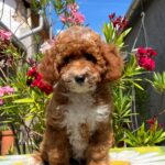 Darius-male-miniature-poodle-puppy-for-sale- (2)