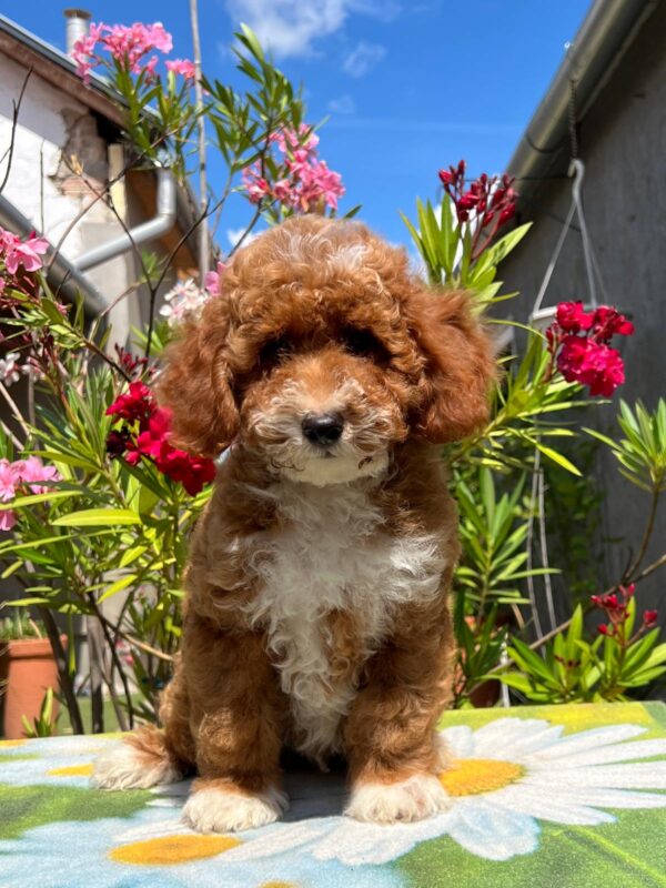 Darius Miniature Poodle