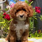Darius-male-miniature-poodle-puppy-for-sale- (3)