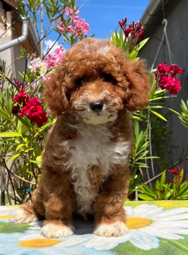 Darius Miniature Poodle