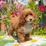 Darius-male-miniature-poodle-puppy-for-sale- (4)