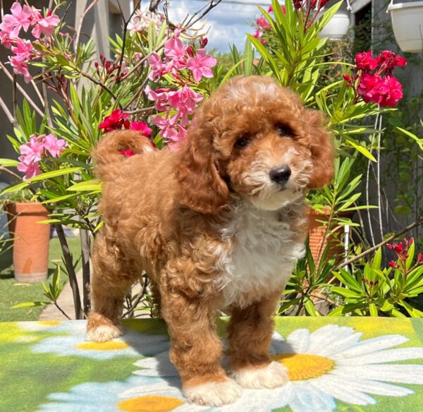 Darius Miniature Poodle