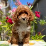 Darius-male-miniature-poodle-puppy-for-sale- (5)