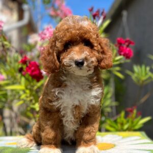 Darius Miniature Poodle