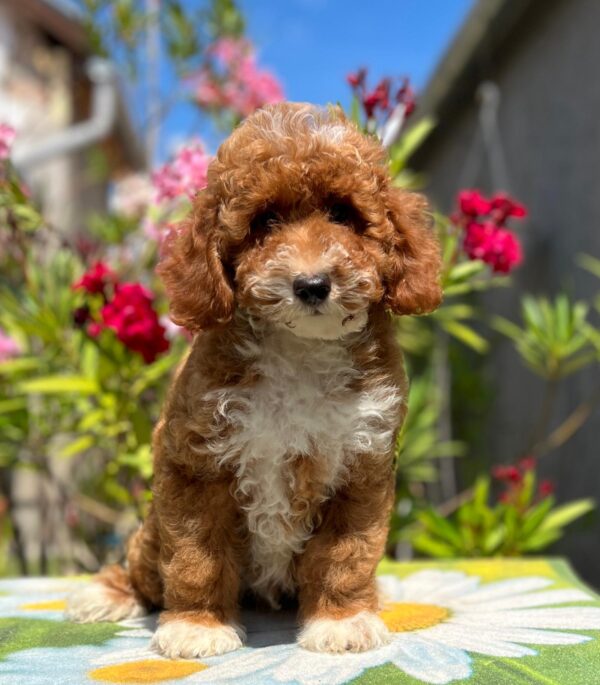 Darius Miniature Poodle