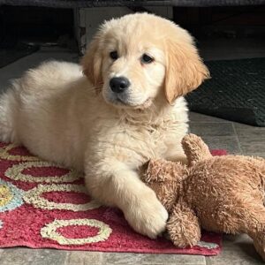 Darla Golden Retriever
