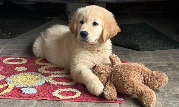Darla Golden Retriever