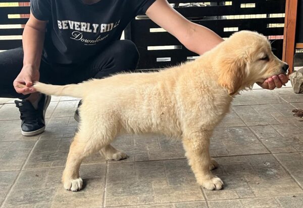 Darla Golden Retriever